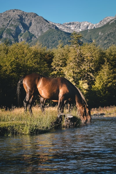白天湖边绿草丛中的棕马